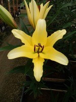 [5193 Yellow Strike VWS No01.JPG]